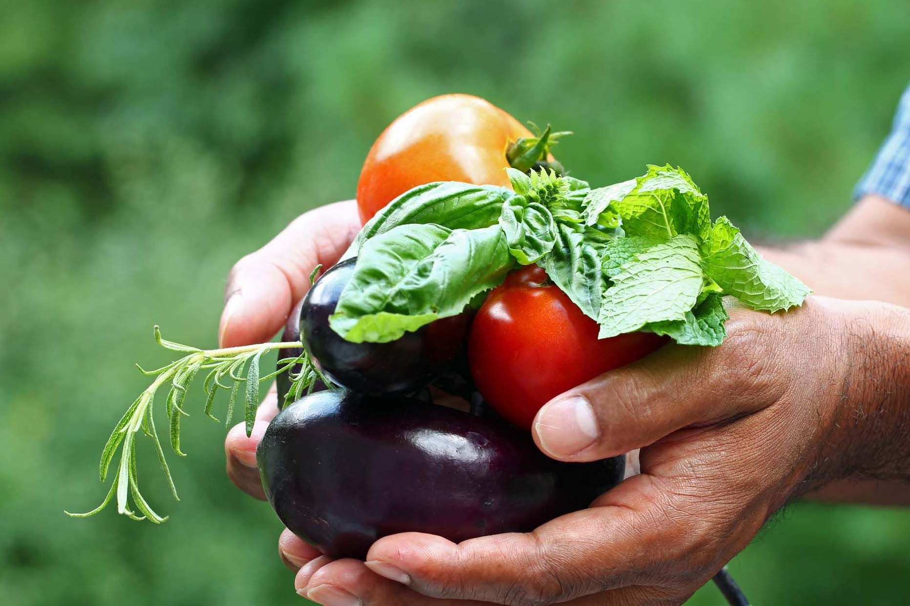 A pair of hands holding fresh tomatoes, aubergines, and herbs outdoors.